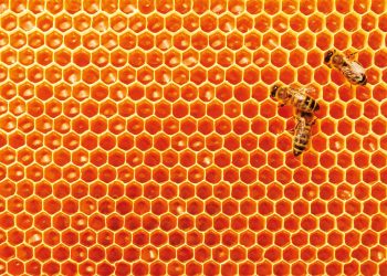 Honey markets on the rise despite COVID-19