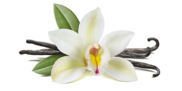 Madagaskar’dan Avrupa’ya yapılan vanilya ihracatında büyük artış