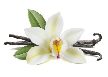 Madagascar vanilla exports expand in European market in 2020