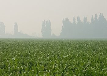 Beneo makes multi-million investment for chicory root fibre