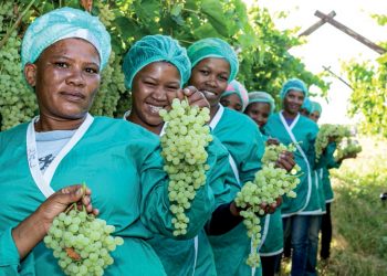 Raisins South Africa enjoys a strong 2021 season despite climatic challenges