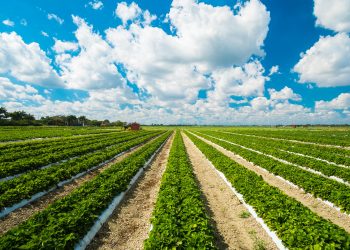 The use of chemicals in food production in the European Union can be reduced