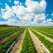 The use of chemicals in food production in the European Union can be reduced