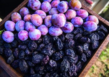 Versatile, nutritious and sweet: why the world comes to California for prunes
