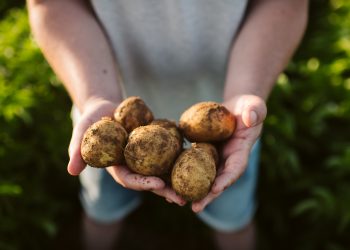 LAY’S yenileyici tarım uygulamalarını hayata geçiriyor