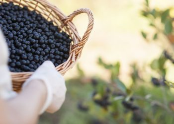 Symrise announces range of aronia health actives with high cellular antioxidant effects