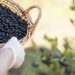 Symrise announces range of aronia health actives with high cellular antioxidant effects