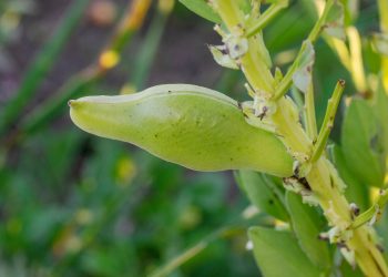 BENEO, bakliyat işleme tesisine 50 milyon Euro yatırım yaptı