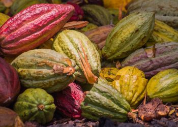 Koa raises $10M to build Africa’s largest cocoa fruit factory