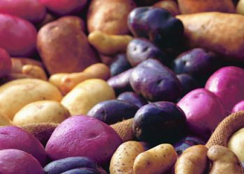 U.S. Potato exports show  continued signs of recovery