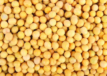 ADM to meet fast-growing demand for alternative proteins with capacity expansion