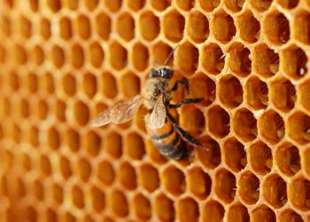 NaturaNectar’s bee propolis products earn certification from NSF