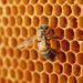 NaturaNectar’s bee propolis products earn certification from NSF