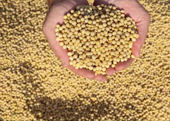 Field trial success drives advancement in Asian soybean rust resistance