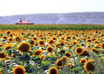 Lay’s, Yenileyici Tarım Fonu’ndan çiftçilere finansman desteği sağlamaya hazırlanıyor
