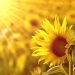 Apparo Inc. receives funding to accelerate development and commercialization of sunflower protein ingredients