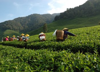 Konfrut AG Tarım, çay lifi peletleme tesisini tam kapasiteyle devreye aldı