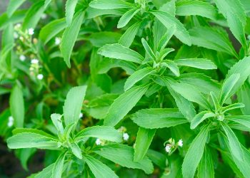 Tate & Lyle expands its sustainable stevia programme with Earthwatch
