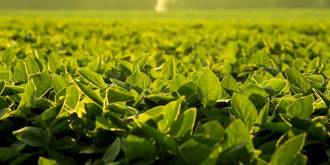 BASF and Corteva Agriscience collaborate to deliver the future of weed control to soybean farmers