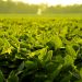 BASF and Corteva Agriscience collaborate to deliver the future of weed control to soybean farmers