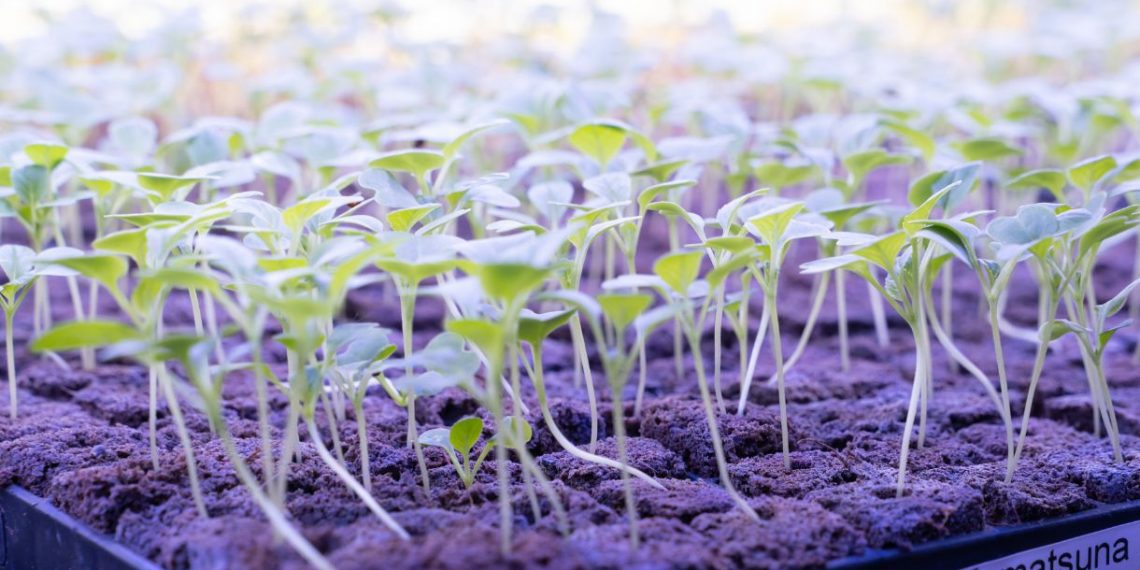 Innovation Agri-Tech launches new vertical farming technology