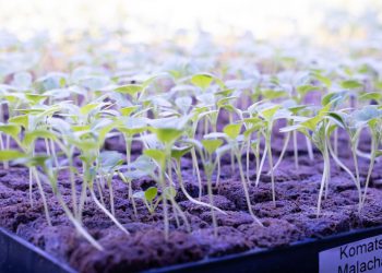 Innovation Agri-Tech launches new vertical farming technology