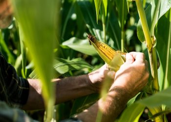 Cargill opens new $100 million corn wet mill in Indonesia