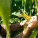 Cargill opens new $100 million corn wet mill in Indonesia