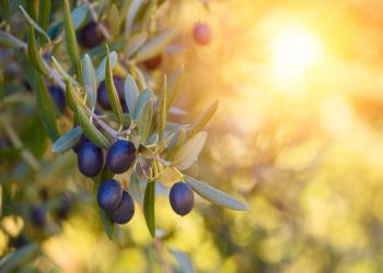 Sofralık zeytin ihracatı 110 bin tona ulaştı