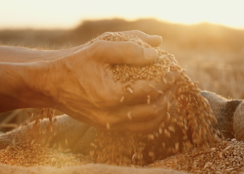 Tiryaki Agro, geride bıraktığı hasat mevsimine özel olarak reklam filmi hazırladı