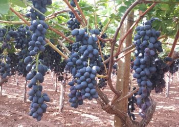 Italy is the first European supplier of Grape to the UAE