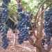 Italy is the first European supplier of Grape to the UAE