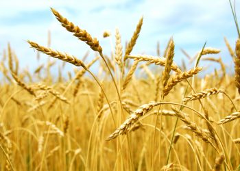 Konfurt Gıda, ürün gamına tahıl bitki grubu ürünlerini de ekledi