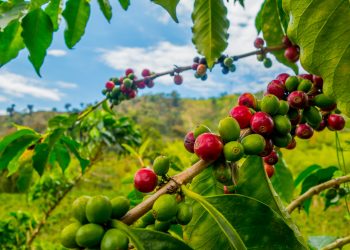 Nestle pledges $1 billion to coffee sustainability plan