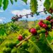 Nestle pledges $1 billion to coffee sustainability plan