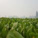 BENEO reduces specific energy consumption while increasing production capacity of chicory root fibres