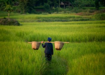 Can biomass waste improve manufacturing efficiencies?