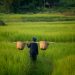 Can biomass waste improve manufacturing efficiencies?