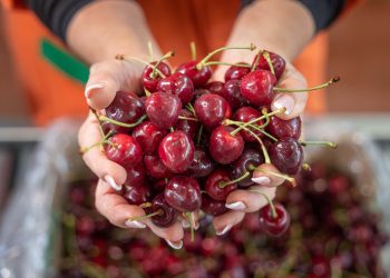 Kiraz paketleme tesisleri için baştan sona hat çözümleri, verimliliği ve kârlılığı nasıl artırıyor