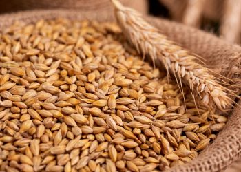 Karadeniz Tahıl Koridoru Anlaşması 2 ay daha uzatıldı