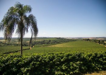 Paulig launches a unique Climate Fund to accelerate climate actions in the value chain