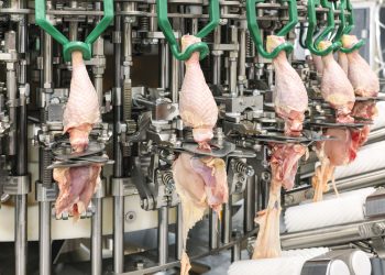 Meyn launches new Physic In-Line Thigh Deboner M1.0