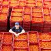 How modern sorting, grading and packing solutions are making tomato packhouses more competitive