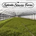 Splenda Stevia Farm redefines sustainable agriculture and delicious low-calorie sweeteners