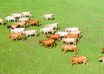 Making dairy farming more sustainable: Nestlé partners up to find scalable solutions