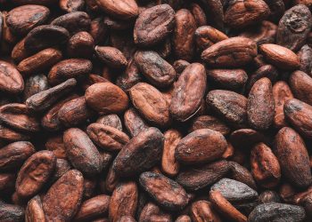 Restoring forests and empowering communities in Côte d’Ivoire’s cocoa industry
