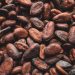 Restoring forests and empowering communities in Côte d’Ivoire’s cocoa industry