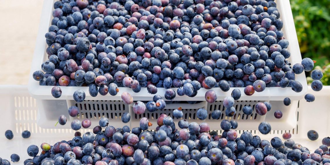 Land of Berry 50 ton ile yılın ilk blueberry hasadını tamamladı