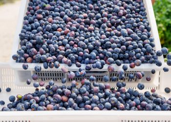 Land of Berry 50 ton ile yılın ilk blueberry hasadını tamamladı