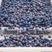 Land of Berry 50 ton ile yılın ilk blueberry hasadını tamamladı